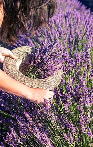 lavender harvest