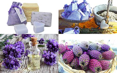 lavender uses